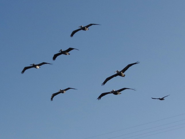 Photo of Brown Pelican