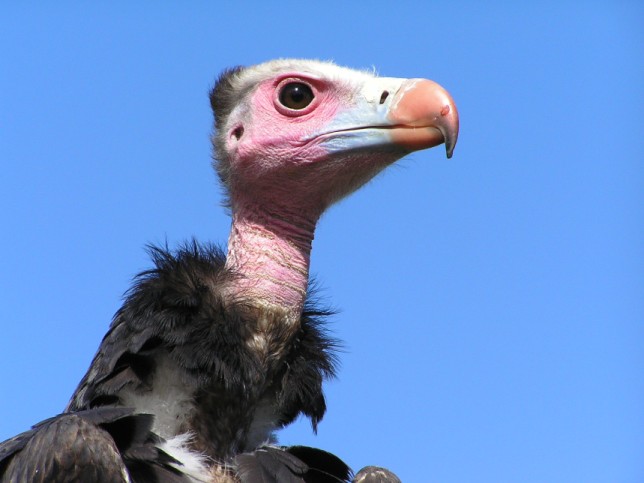 Photo of White-headed Vulture