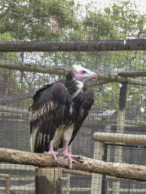 Photo of White-headed Vulture