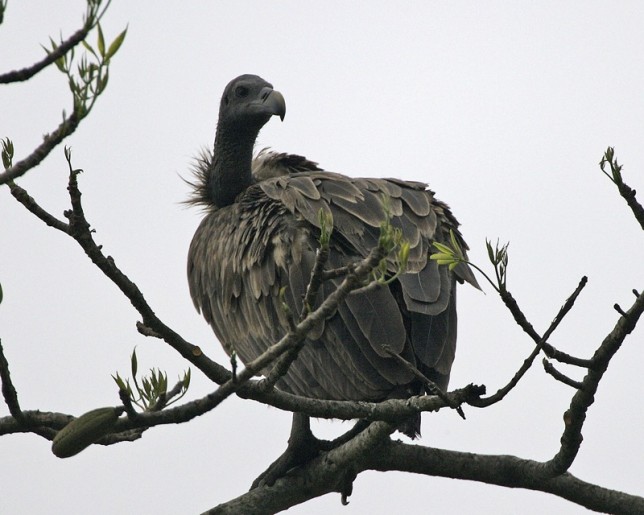 Photo of White-rumped Vulture