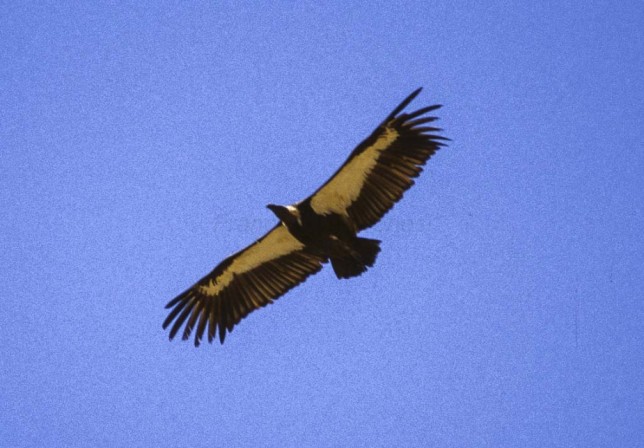 Photo of White-rumped Vulture