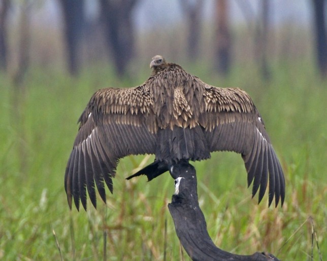 Photo of White-rumped Vulture