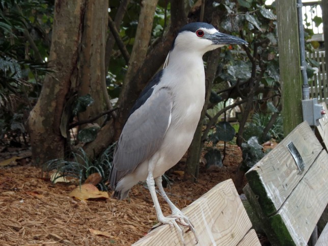 Photo of Black-crowned Night Heron