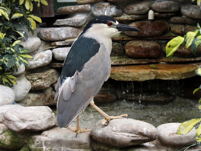 Photo of Black-crowned Night Heron