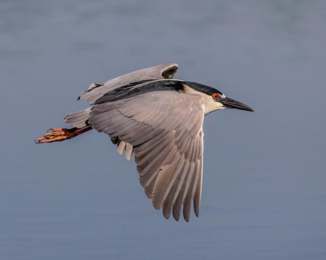 Photo of Black-crowned Night Heron
