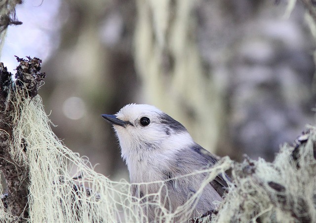 Photo of Canada Jay