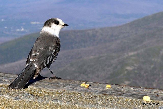 Photo of Canada Jay