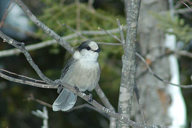 Photo of Canada Jay