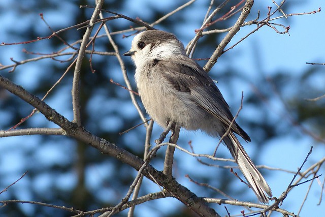 Photo of Canada Jay
