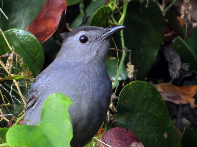 Photo of Gray Catbird