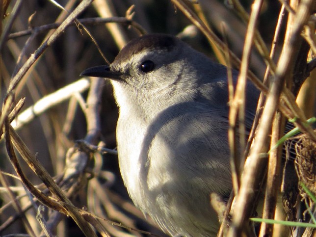 Photo of Gray Catbird