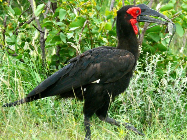 Photo of Southern Ground Hornbill