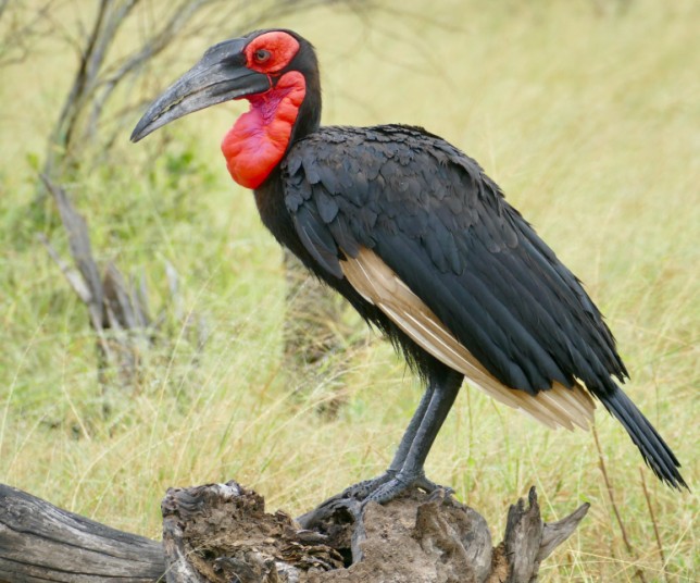 Photo of Southern Ground Hornbill
