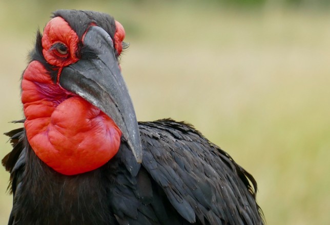 Photo of Southern Ground Hornbill