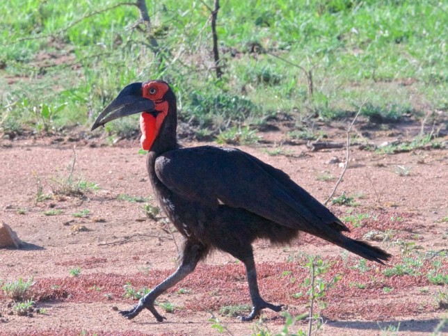 Photo of Southern Ground Hornbill