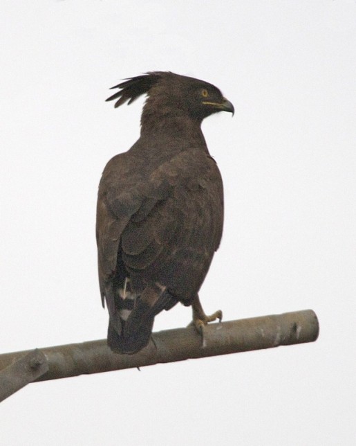 Photo of Long-crested Eagle