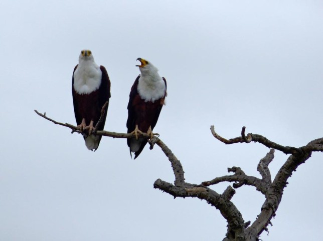 Photo of African Fish-Eagle