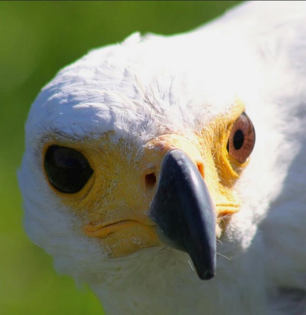 Photo of African Fish-Eagle