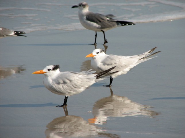 Photo of Royal Tern