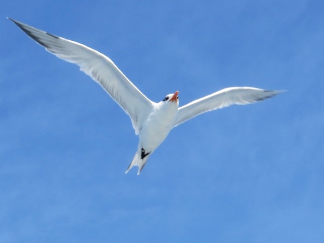 Photo of Royal Tern