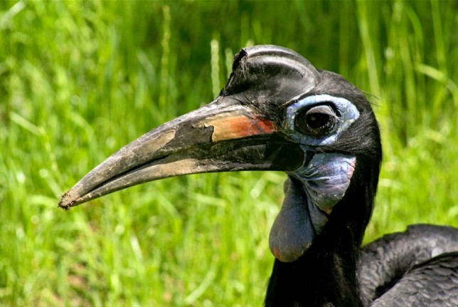 Photo of Abyssinian Ground Hornbill