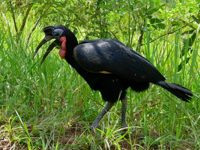 Photo of Abyssinian Ground Hornbill