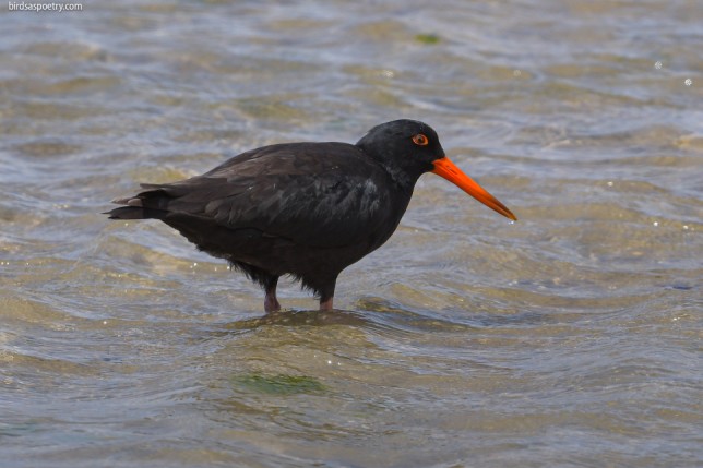 Photo of Sooty Oystercatcher