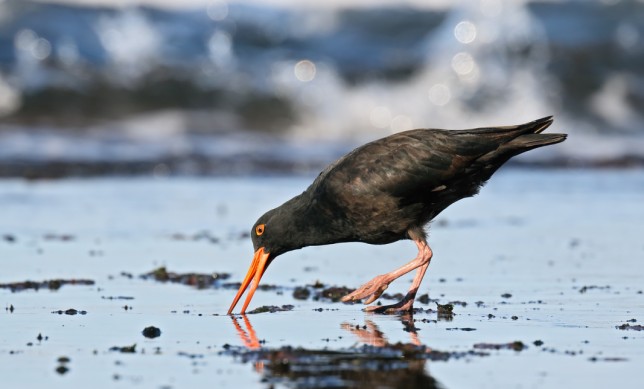 Photo of Sooty Oystercatcher