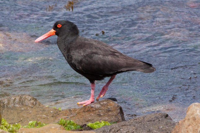 Photo of Sooty Oystercatcher