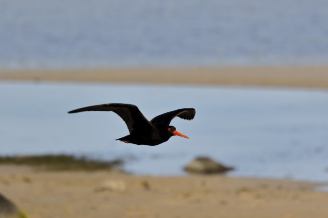 Photo of Sooty Oystercatcher