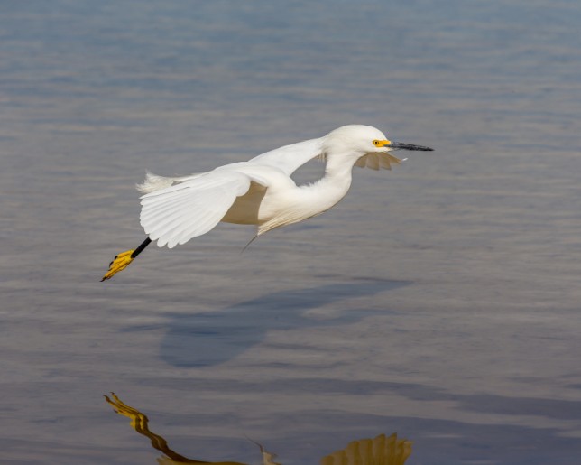 Photo of Snowy Egret