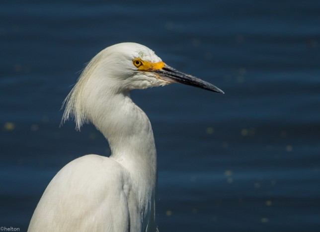 Photo of Snowy Egret