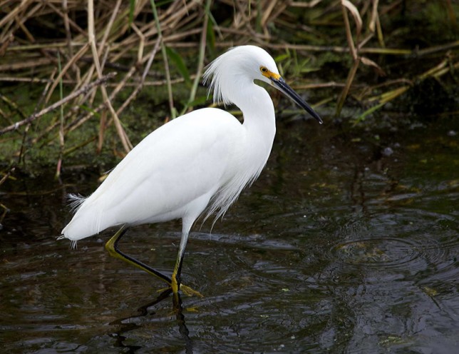 Photo of Snowy Egret