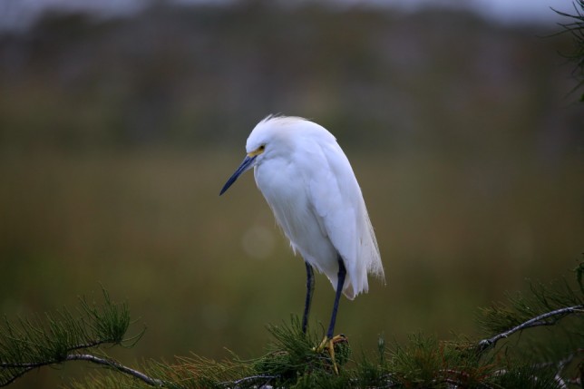 Photo of Snowy Egret