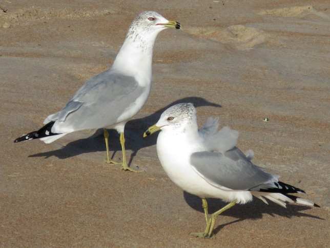 Photo of Ring-billed Gull