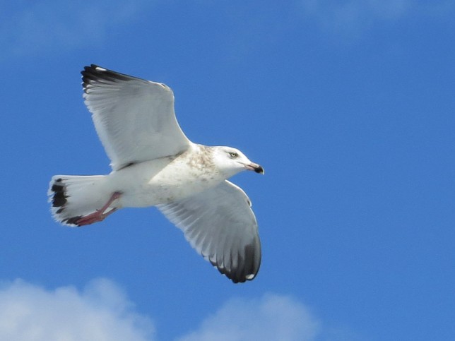 Photo of Ring-billed Gull
