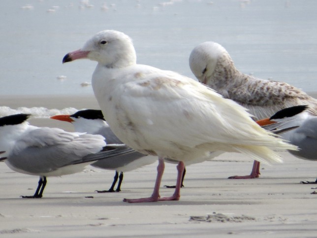 Photo of Glaucous Gull