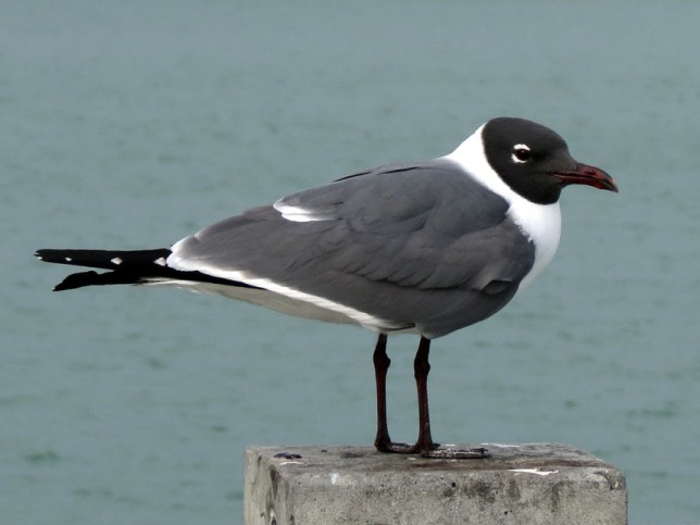 Photo of Laughing Gull