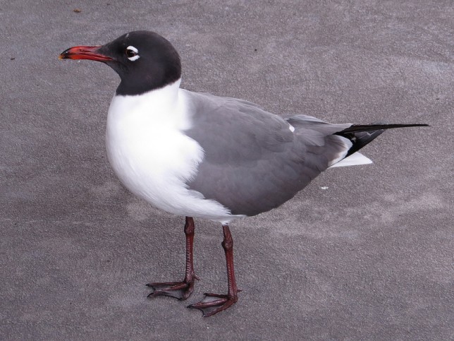 Photo of Laughing Gull