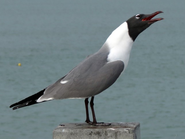 Photo of Laughing Gull