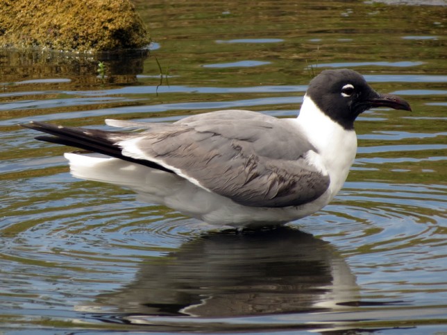 Photo of Laughing Gull