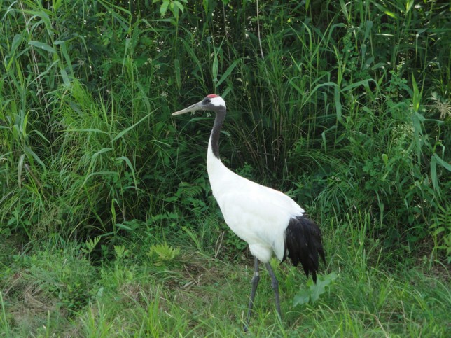 Photo of Red-crowned Crane