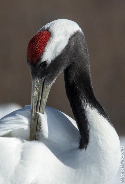 Photo of Red-crowned Crane