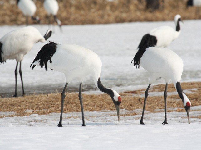 Photo of Red-crowned Crane