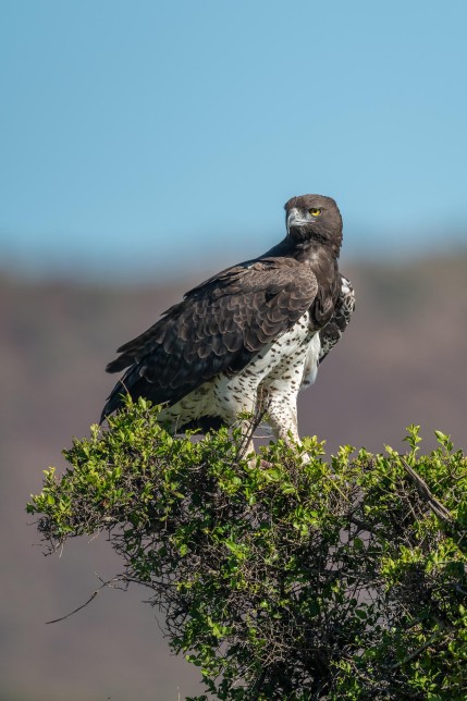 Photo of Martial Eagle