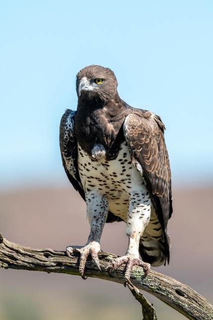 Photo of Martial Eagle