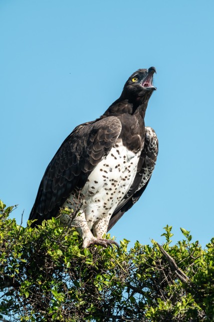 Photo of Martial Eagle