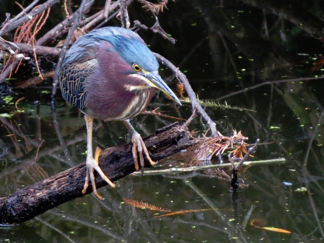 Photo of Green Heron