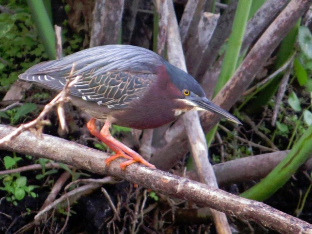 Photo of Green Heron