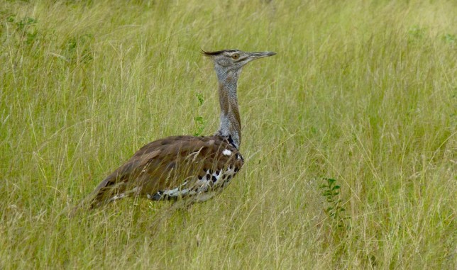 Photo of Kori Bustard